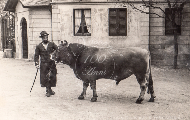 il toro a Cernobbio